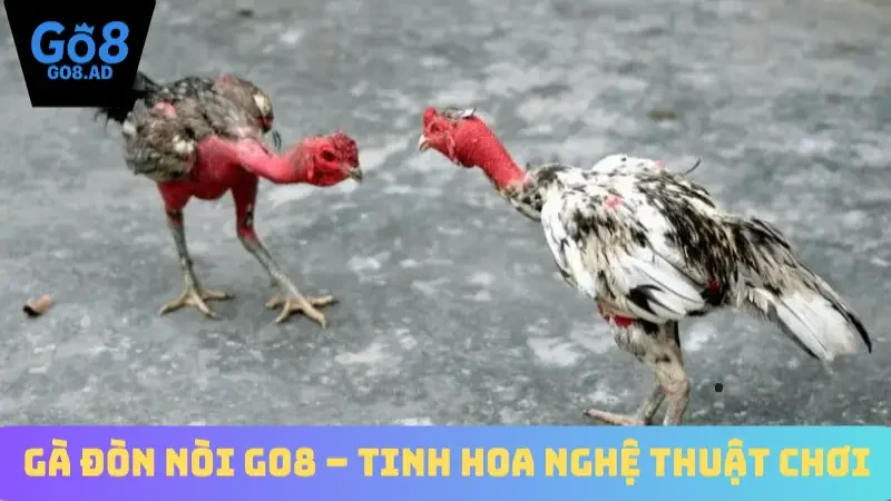Gà đòn nòi